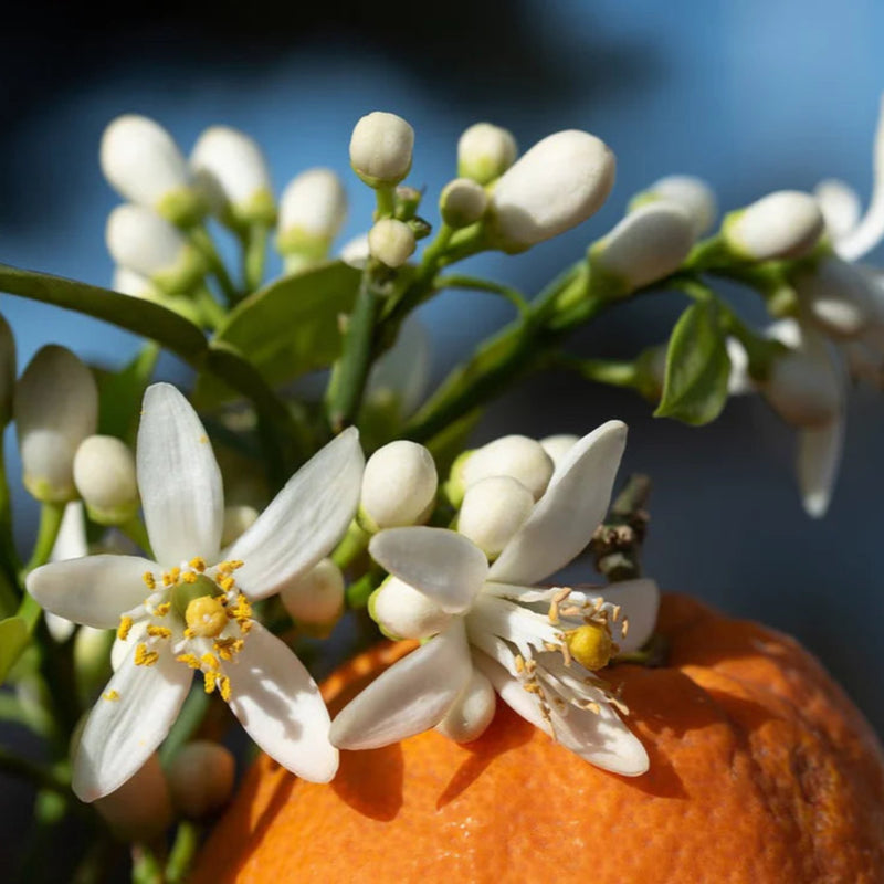 NOA-10ml Steel Roller