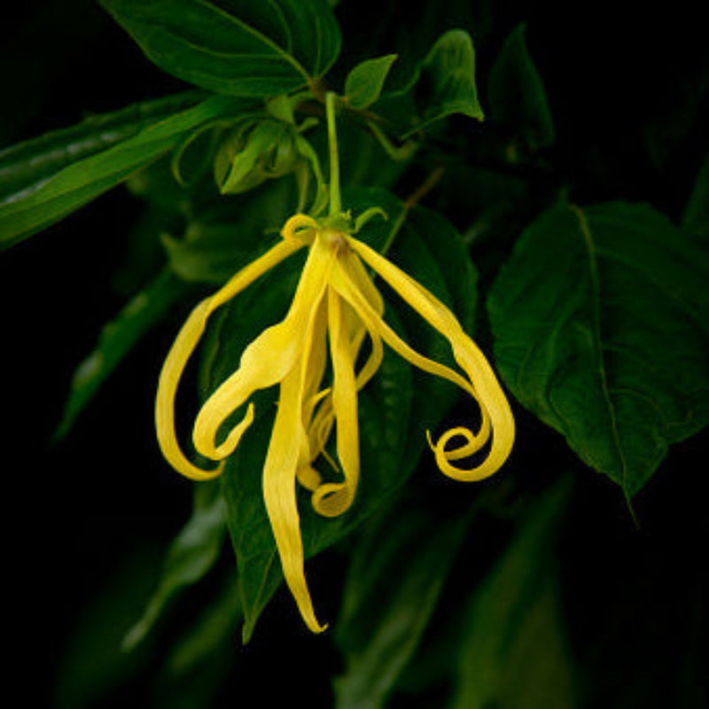 NOA-10ml Steel Roller