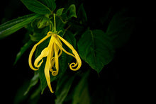 Load image into Gallery viewer, Ylang ylang Essential Oil 
