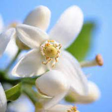 Load image into Gallery viewer, Neroli Essential Oil 

